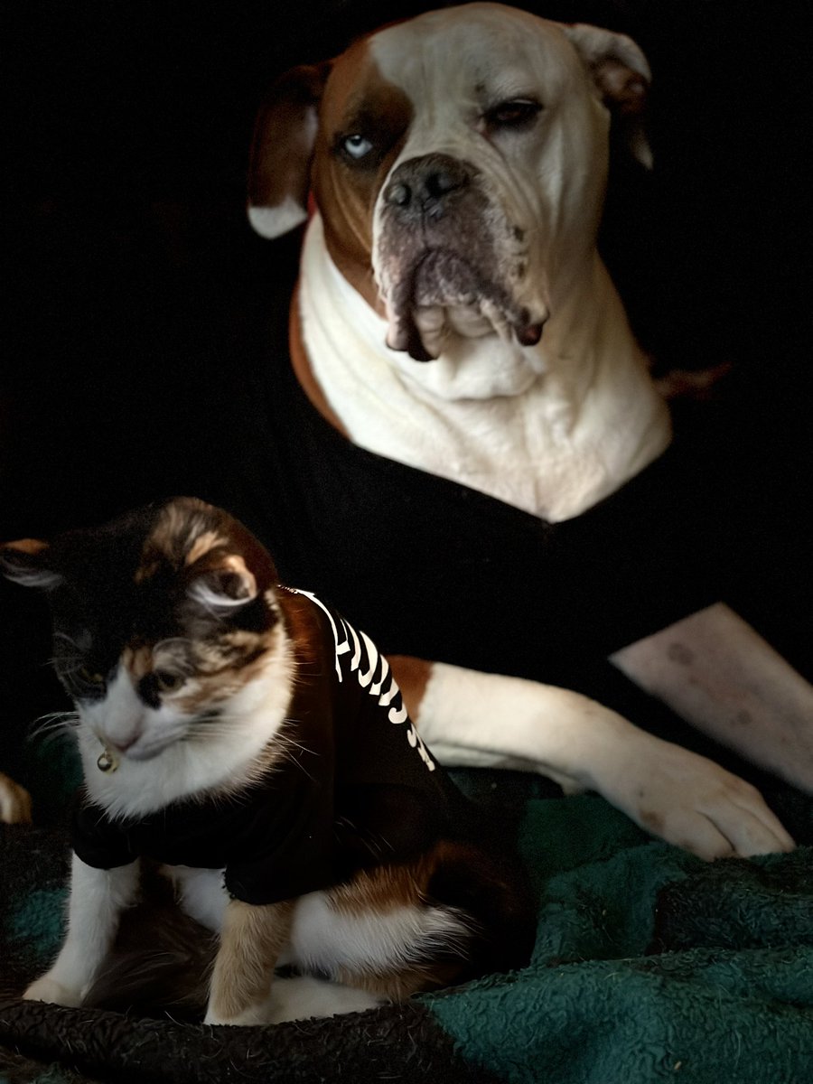 de2nise's tweet image. Happy Halloween! 🎃#MatchingPjs #Boxer #AmericanBulldog #Calico