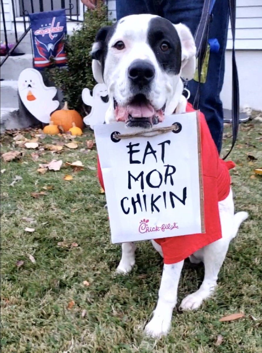 Happy Halloween from Petey Dog! #Chickfila #eatmorechicken #Chickfilacow
