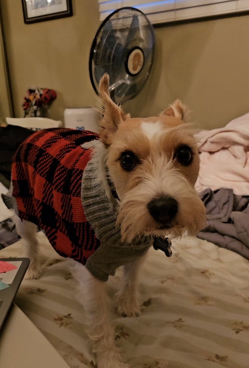 Happy Halloween from Mr Walter 🎃 🍁 #Halloween #fireworks  #halloween2023 #firecrackers #dog #plaid #dogclothes #dogclothing #jackrussell #fall #cute 

youtube.com/shorts/2xo_f5z…

Mr Walter is very silly when he wears clothes, but it helps him feel safe when there's Halloween…