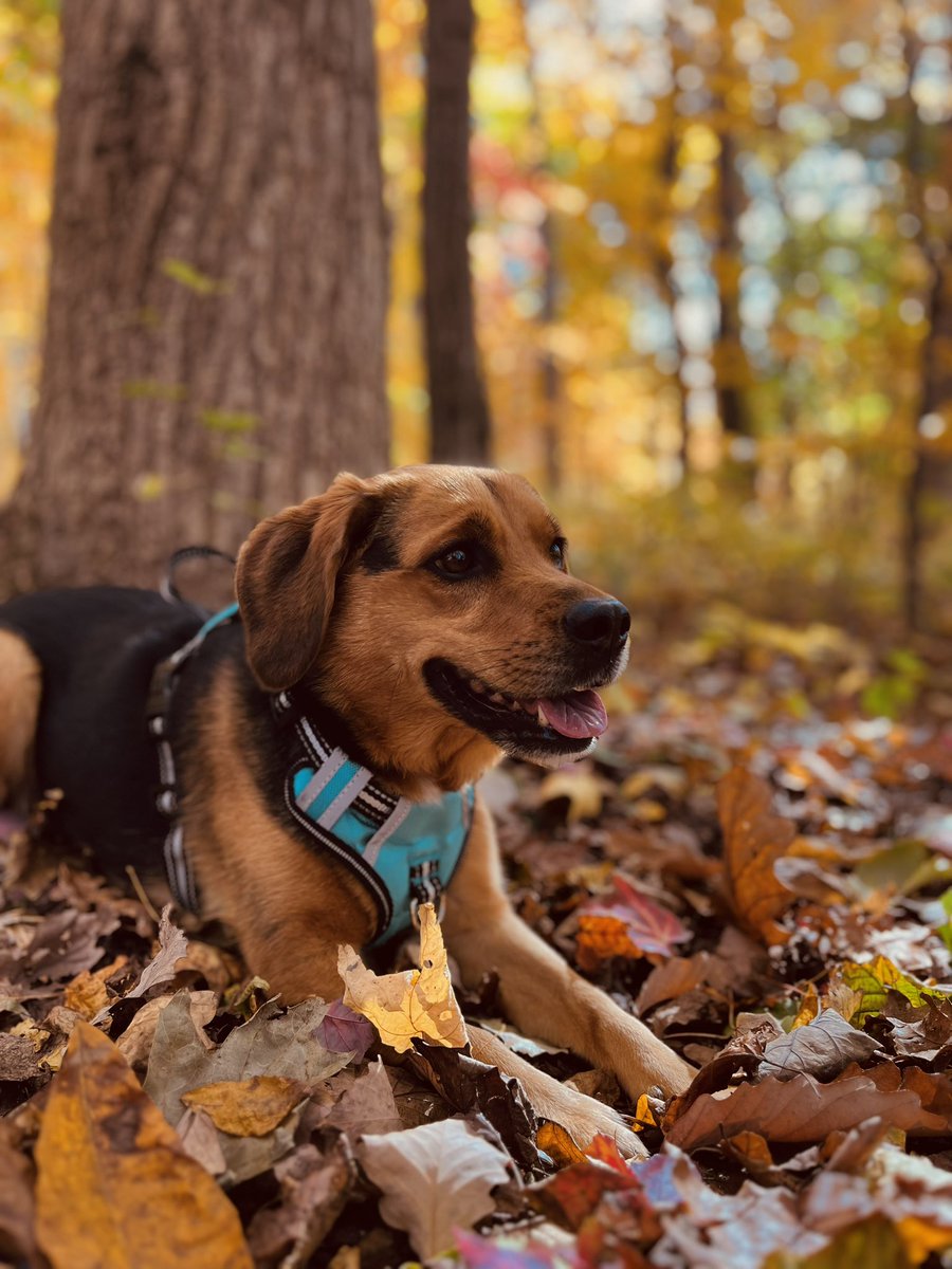 AlishaLaughs's tweet photo. For the #doglovers out there—here are some photos from our pup Evie’s 4–year-old Fall photo shoot!

♥️🍁🧡🍂💛

#DogsofTwitter https://t.co/3SuNTfwnhu