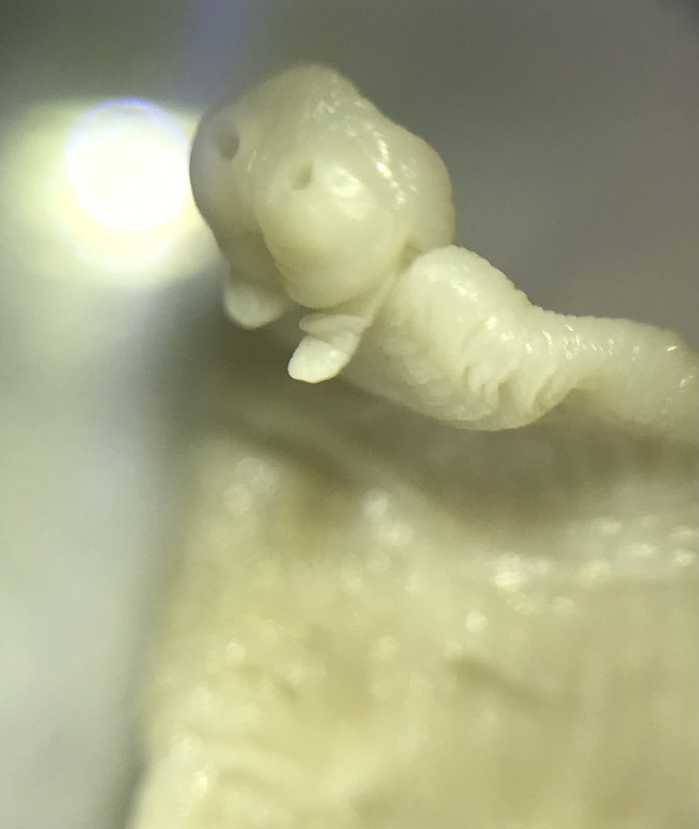 Holly Marie Northcote (@hnorthcote3) on Twitter photo Successful collection of A. perfoliata on what is now deemed Halloworm 🪱 i forgot to take a pic so here’s a old worm ones 😂thanks <a href="/Coreyasteele/">Corey Steele</a> for all the help and driving and to <a href="/JacobL_1998/">Jacob Leonard</a> for the hallowe’en pun #Halloworm🎃#Aperfoliata #wormlove <a href="/RussMorphew/">Russ Morphew</a> Successful collection of A. perfoliata on what is now deemed Halloworm 🪱 i forgot to take a pic so here’s a old worm ones 😂thanks <a href="/Coreyasteele/">Corey Steele</a> for all the help and driving and to <a href="/JacobL_1998/">Jacob Leonard</a> for the hallowe’en pun #Halloworm🎃#Aperfoliata #wormlove <a href="/RussMorphew/">Russ Morphew</a>