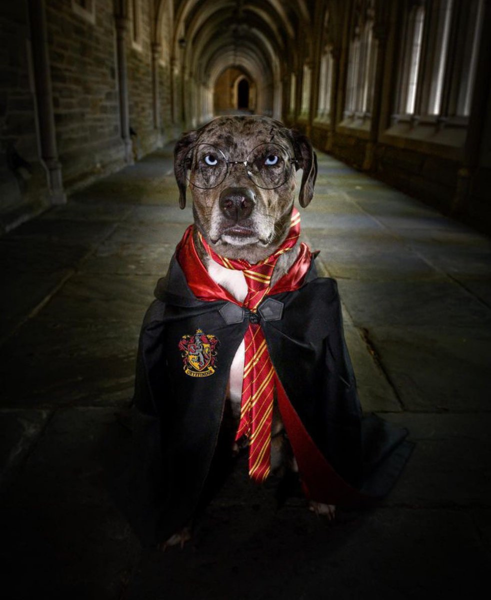 Halloween is for the dogs.