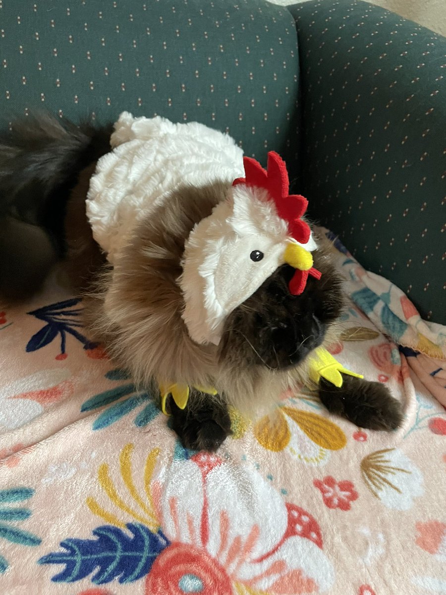 Happy Halloween from a very grumpy chicken!
