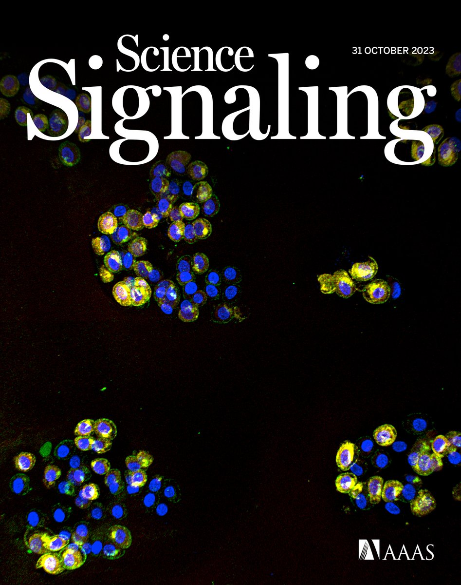 Loeser Lab Publishes Research Regarding a New Mechanism Underlying Cartilage Destruction in Osteoarthritis. Check out the new <a href="/scisignal/">Science Signaling</a> article and online cover from Miao et al. here: science.org/toc/signaling/…
<a href="/UNC_SOM/">UNC School of Medicine</a> @UNCResearch