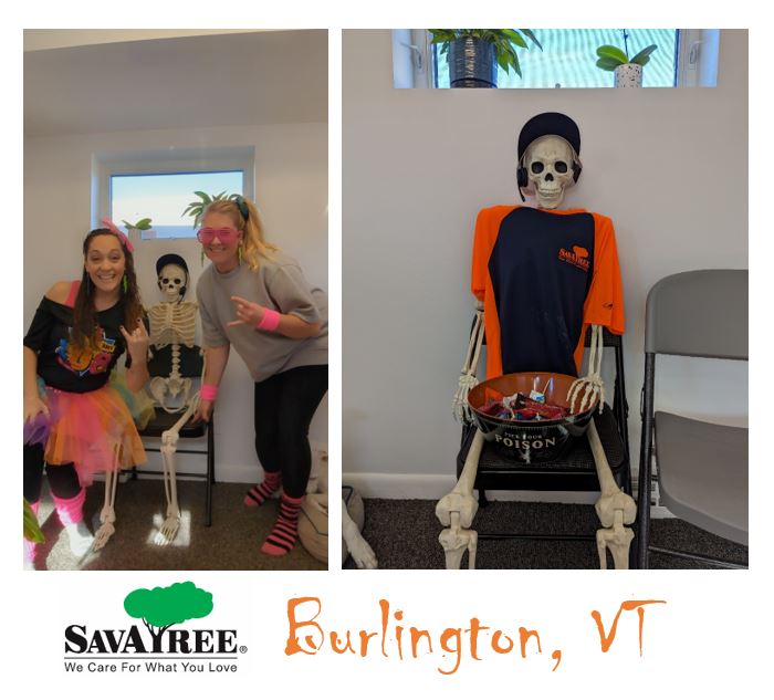 SavATree tweet media