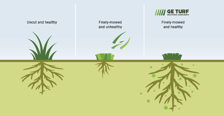 Plant health and stress tolerance levels are directly related to sunlight. Mowing heights severely limit the amount of absorbed sunlight, which impacts how many critical biochemical materials can be made.

Learn more at bit.ly/3QfPdB6