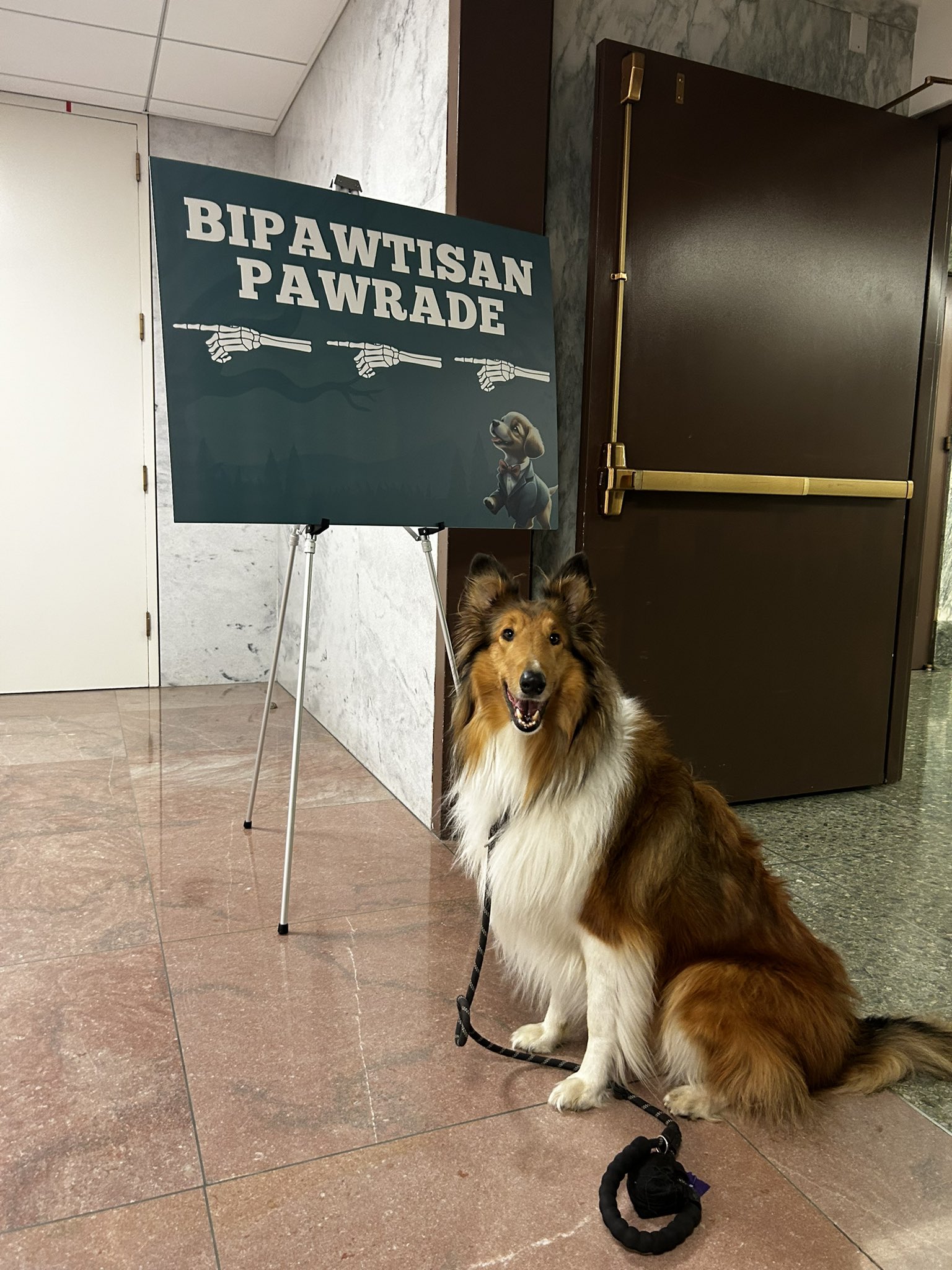 Rockwood shelties sales