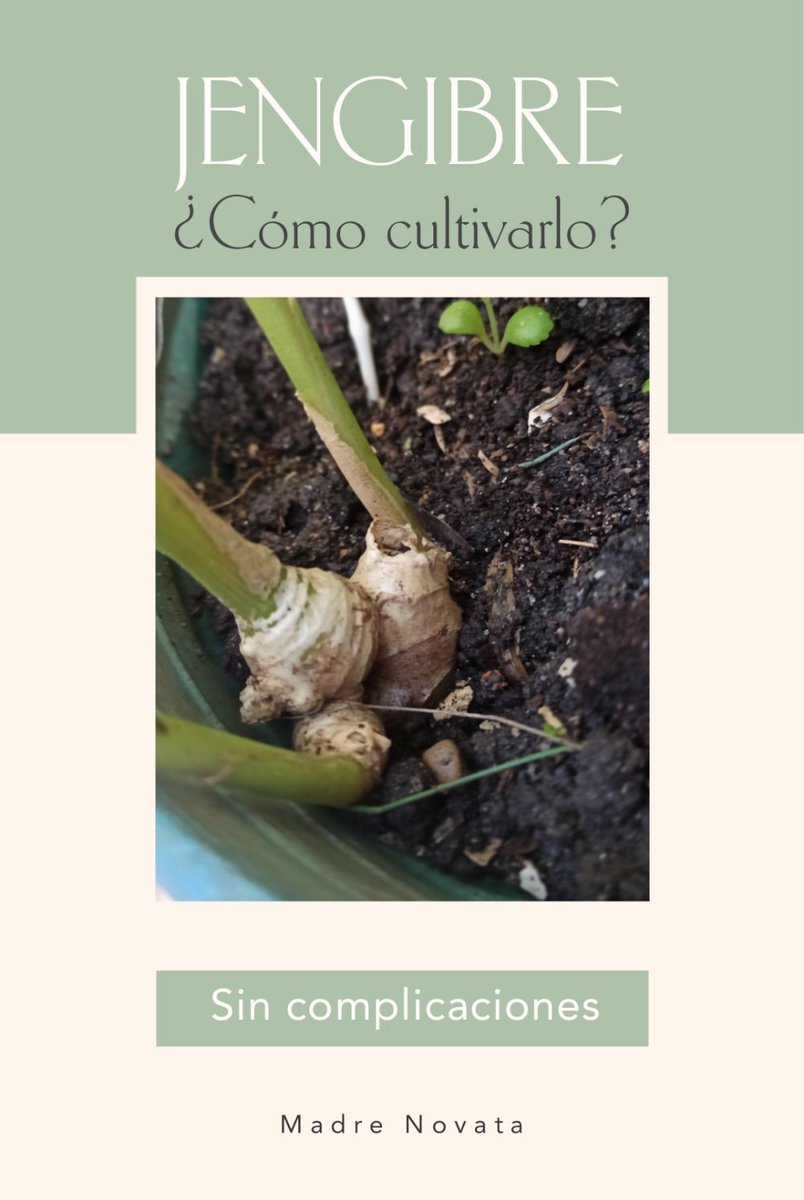 MadreNovata's tweet image. Cómo cultivar jengibre en casa muy fácil....  Es muy lindo ir al patio o balcón de la casa y recoger los frutos de tus plantas, con estos sencillos pasos tendremos jengibre en la comodidad de nuestro hogar. 

madre-novata.blogspot.com/2023/10/como-c… 

#huertaencasa #huertourbano #huerta