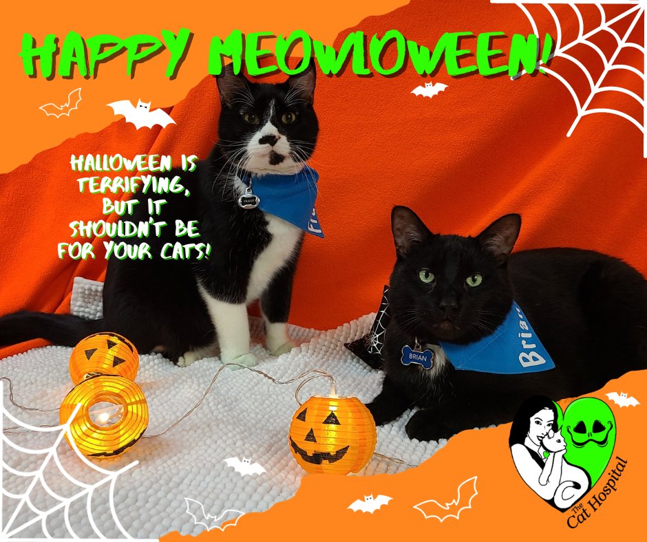 Having clinic cats is such a treat! Frank and Brian had a spooktacular photo shoot to wish everyone a Happy Halloween! They sure are bootiful!
Happy Halloween from the Bytown Cat Hospital team! 🎃
#Halloween