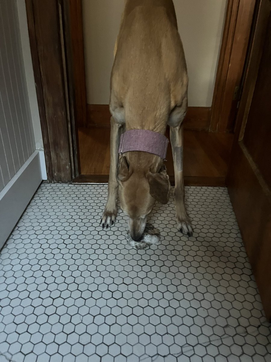 Dog math: if I barf once, I can eat dinner twice