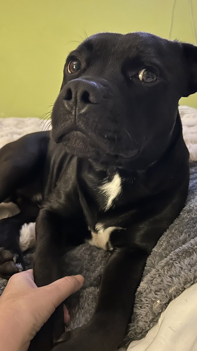 I like Mummy to hold my paw until I fall asleep #frank