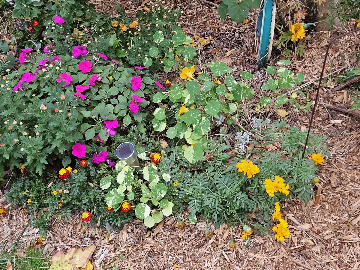 Nancy Stewart tweet media