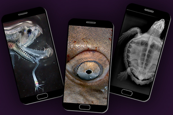 NOAAFish_NEFSC's tweet photo. Decorate your smartphone with one of our 13 ghoulishly creepy wallpapers. Download your favorite today: https://t.co/Gy9uV7YCCb. #NOAASpookyScience #Halloween #SpookySeason https://t.co/aSCVDauP19