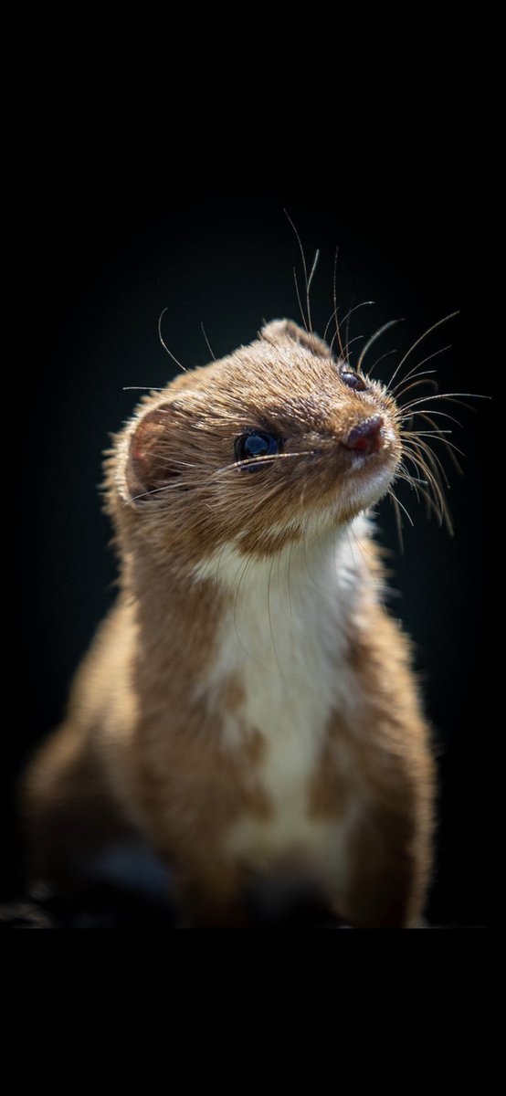 I was on @8outof10bats !!! @ChrisGPackham @MeganMcCubbin @GreenFGeorge Well - Molly the weasel was. One of the hardest shots I’ve ever taken. Quick little beggars in full sunlight.