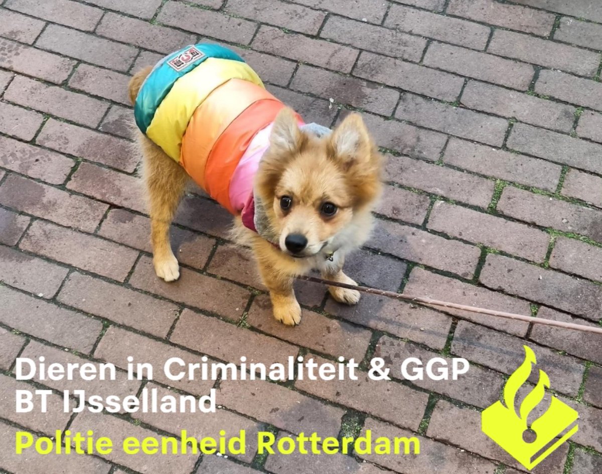 Vandaag wederom bij straatkrantverkoper #Koperwiek hondje in beslag genomen. Dit n.a.v klachten. Hondje bleek te jong ingevoerd vanuit Roemenië en geen juiste inentingen (rabiës). Kan gevaar opleveren voor volksgezondheid. Hondje wordt na onderzoek herplaatst