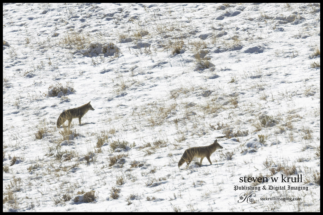 Coyote Ridge swkrullimaging.com/2023/10/31/coy… #photography #booksforsale #booksworthreading #prints #wallart #coloradwallart #coloradoframedart #winterphotography