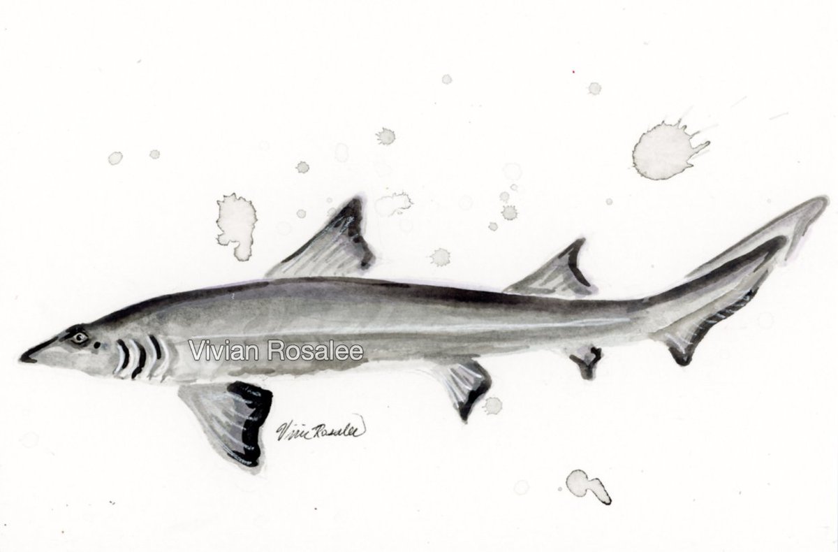 October 26th, 2023⁣⁣⁣ ⁣⁣⁣
Prompt: Smooth
Subject: Smooth Dogfish
Explanation: Smooth is in the name.

Original ink painting matted to 8x10' | $47.50
Free shipping code at checkout: INK2023
Shop here: vivianrosalee.com/product-page/d…