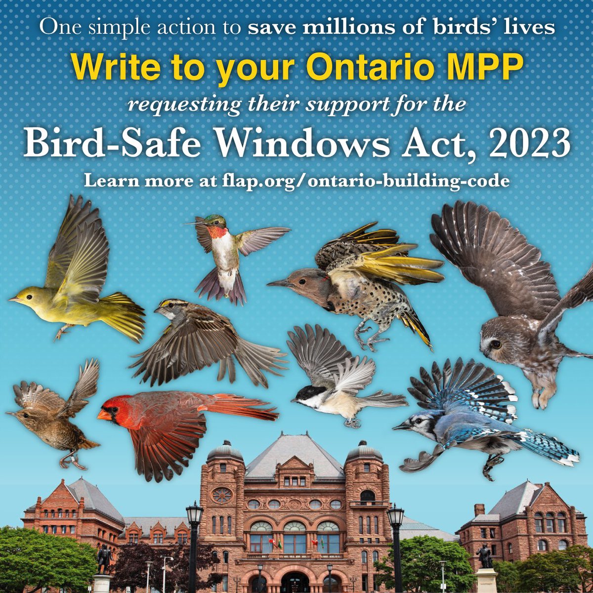 Please RT- residents of Ontario, we need your help! 🗣️🐦🪟 Ask your MPP to support the Bird-Safe Windows Act, 2023 to incorporate bird safe design into the Ontario Building Code. Take 2 minutes to fill out this form, then personalize your email and send forms.gle/rKxmJQfvZtB9xJ…