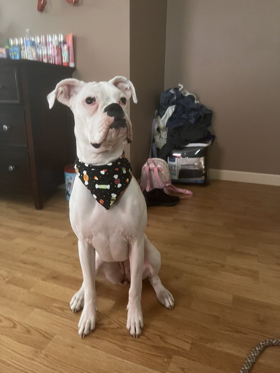 paninithings's tweet photo. So its halloween and my dog and I are passing out candy https://t.co/A1GTjwOdED