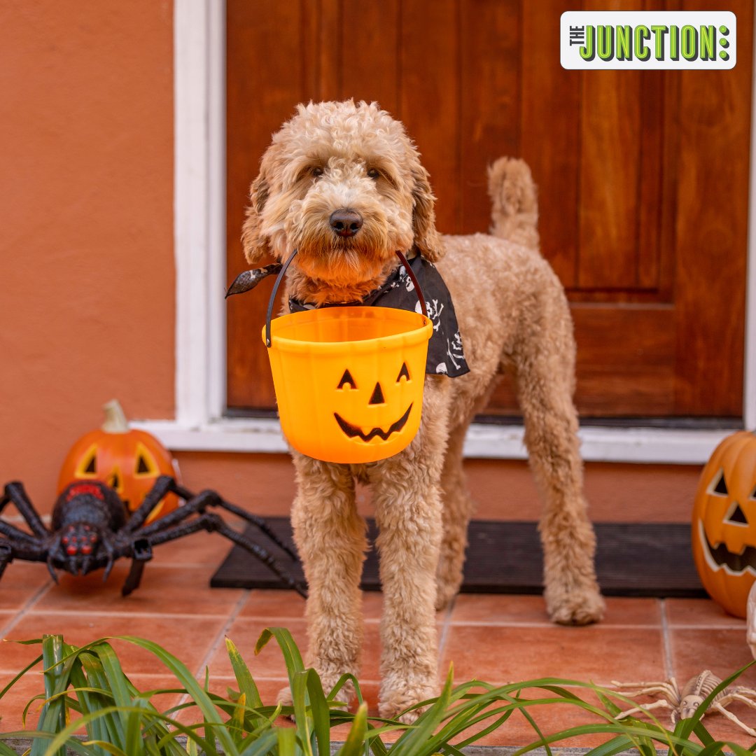 🎃🏡 Happy Halloween from The Junction Apartments! 🏡🎃

On this spooktacular day, we're summoning all the ghosts, ghouls, and goblins to join our bewitching community! 👻🍂

No tricks, just treats at The Junction! 

#Halloween
#HappyHalloween
#TrickOrTreat
#SpookySeason
#Boo