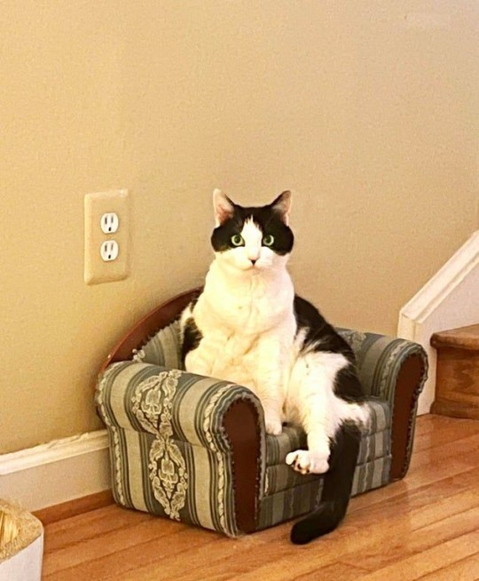 Dont Show Your Cat tweet media