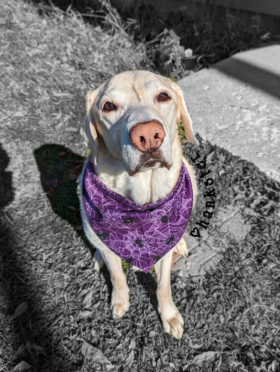 while I wait for mom to get me in my costume.. 👕🤠 I really wanted to share this pawsome Halloween spider bandana 🕸️🧣 that I got back during my birfday 🕷️💜 Awwe fank yoous sweet Nuggy fren 🙃💕 we can't wait to wear more from the collection... 🤭🧣🧣🧣🧣#SNELovesPets 🐽💜🖤🤍