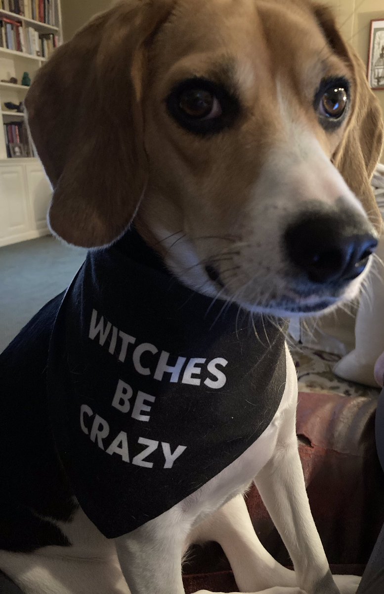 beaglelucylooo tweet media