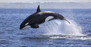 DanielleGridley's tweet photo. @KVM83  your pep talk sunk in - thank you, not forgetting #penguin xx https://t.co/Fz15rkvvOg