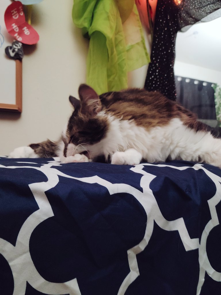 1 pic. Riker keeps attacking the lint broom for cleaning his fluff off the carpet. So now I'm posting unflattering pics of him. Happy halloweenie from cat blob https://t.co/e3iiQsU7Hh