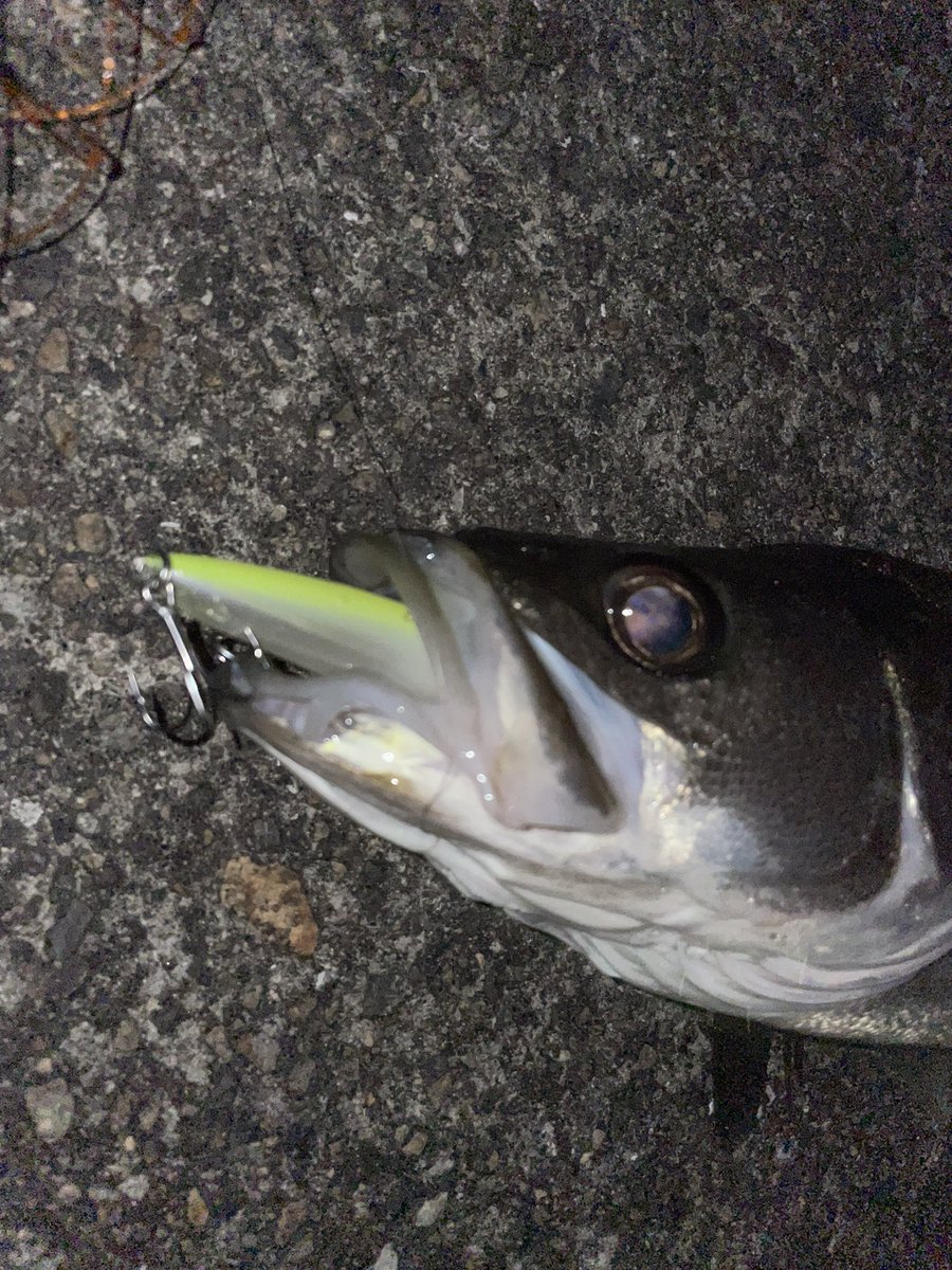 same0928's tweet image. 下津井沖
昨夜も楽しめました😘
昨夜のMVPはアイザー125Fでした👍