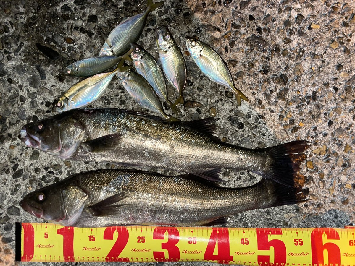 same0928's tweet image. 下津井沖
昨夜も楽しめました😘
昨夜のMVPはアイザー125Fでした👍