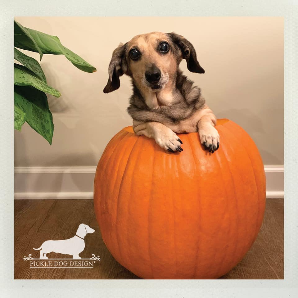 Happy Halloween from Pumpkin Dog... err, Pickle Dog! 🎃

#pumpkindog #halloweendog #hallowiener #halloween #dachshund #doxie #dachshundsonly #etsyseller #dogsofminneapolis #dogsofminnesota #pumpkinpuppy #pumpkinpup #jackolantern #tinydogs #minidoxie #dogtober #halloweenie