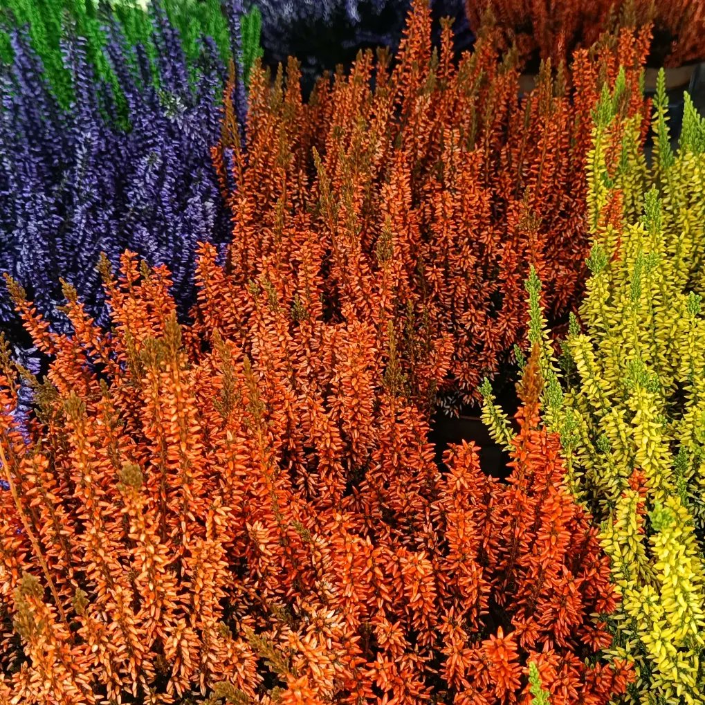 DonViajon's tweet photo. #DonViajón siempre disfruta de los colores del #otoño en  la #naturaleza y con la variada  #decoración #otoñal de estás fiestas, que, seguro a ti ¡te encantaría! 🤪
#autumn #herbst #laselvanegra  #donviajon #visitgermany #viajesalemania #turismoalemania #blogdeviajes   #visitbawü https://t.co/3b4HtVyq3a