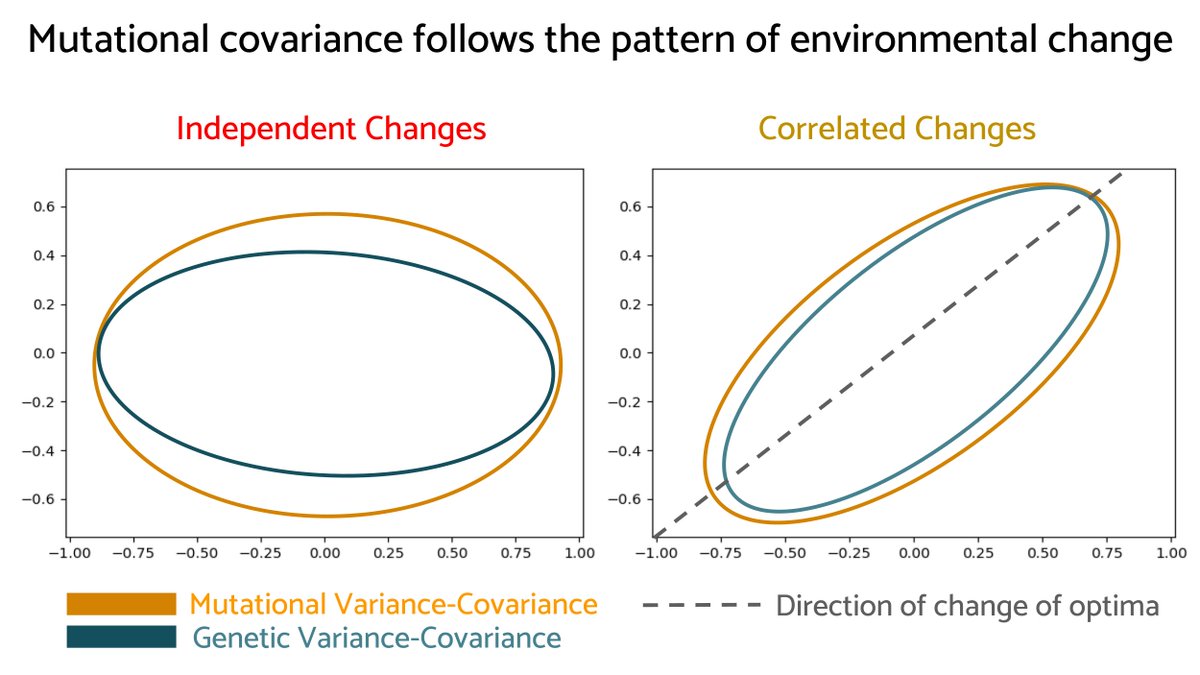 How does the pattern of environmental change influence the mutational biases and the genetic correlations between traits? doi.org/10.1093/evlett… Now in @EvolLetters by @JeronimodoO and @MikeWhitlock63.