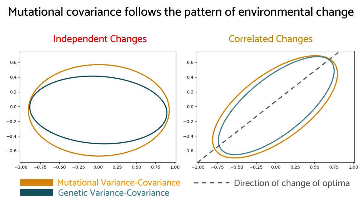 Evolution Letters (@evolletters) on Twitter photo How does the pattern of environmental change influence the mutational biases and the genetic correlations between traits?
doi.org/10.1093/evlettâŠ
Now in <a href="/EvolLetters/">Evolution Letters</a> by @JeronimodoO and <a href="/MikeWhitlock63/">Michael Whitlock</a>. How does the pattern of environmental change influence the mutational biases and the genetic correlations between traits?
doi.org/10.1093/evlettâŠ
Now in <a href="/EvolLetters/">Evolution Letters</a> by @JeronimodoO and <a href="/MikeWhitlock63/">Michael Whitlock</a>.