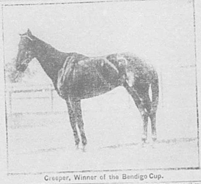 Happy Bendigo Cup day… here’s your winner from a century back, pictured in the <a href="/BgoAddy/">Bendigo Advertiser</a> 1923 - CREEPER, a 6YO chestnut stallion by Woorak, bred, owned &amp; trained by former VFL <a href="/Richmond_FC/">Richmond FC 🐯</a> star, Herb Morton at Flemington. Good luck to the <a href="/_BendigoJC/">Bendigo Jockey Club</a> for this year’s edition.