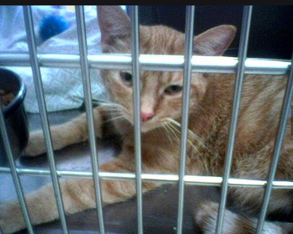 John Schu tweet media