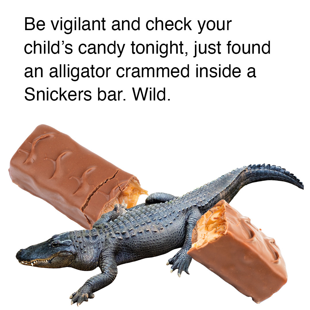 Live Wildly tweet media