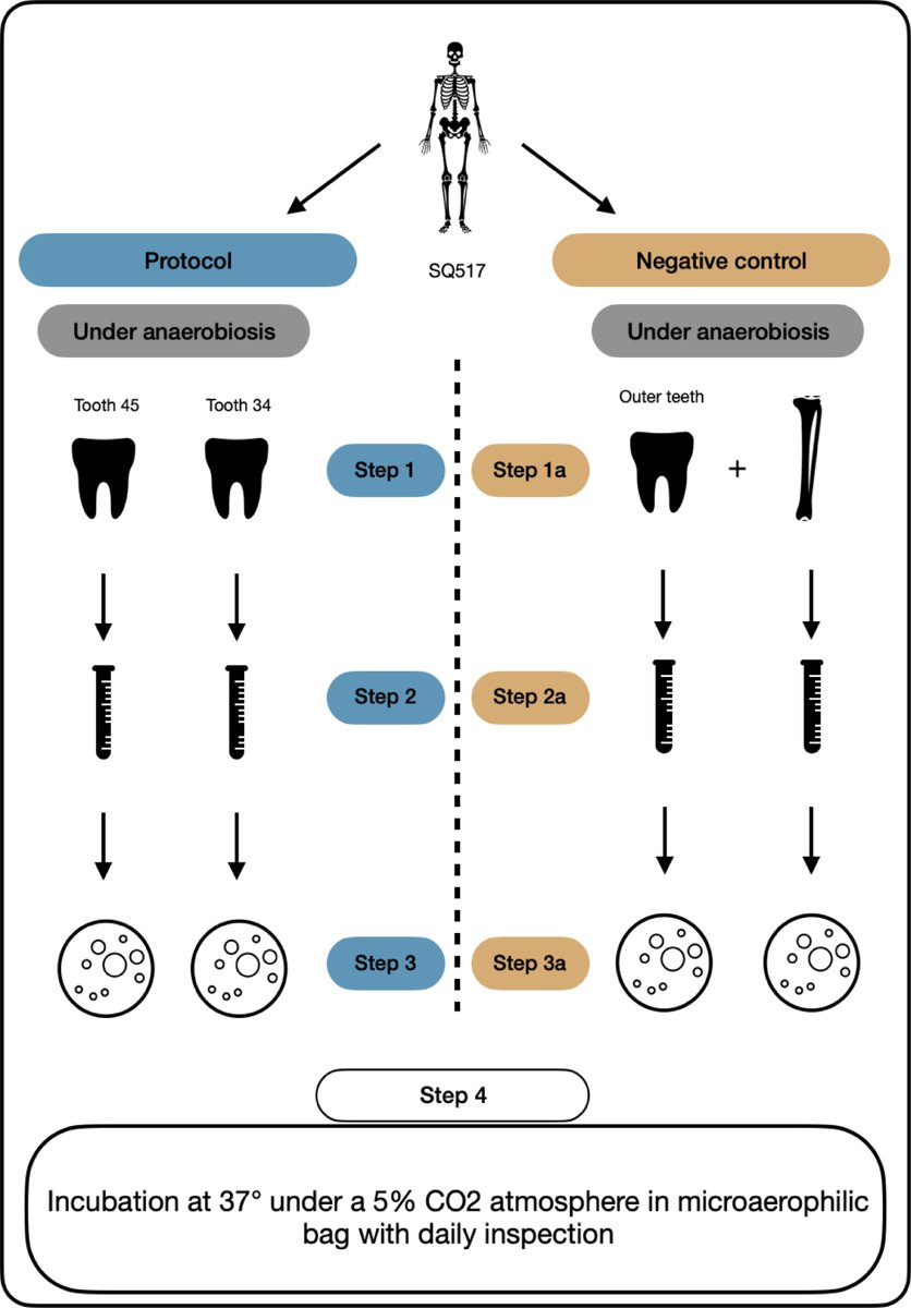 MicrobesInfect's tweet image. Whole genome sequence of bacteremic #Clostridium tertium in a World War I soldier, 1914

sciencedirect.com/science/articl… #OpenAccess