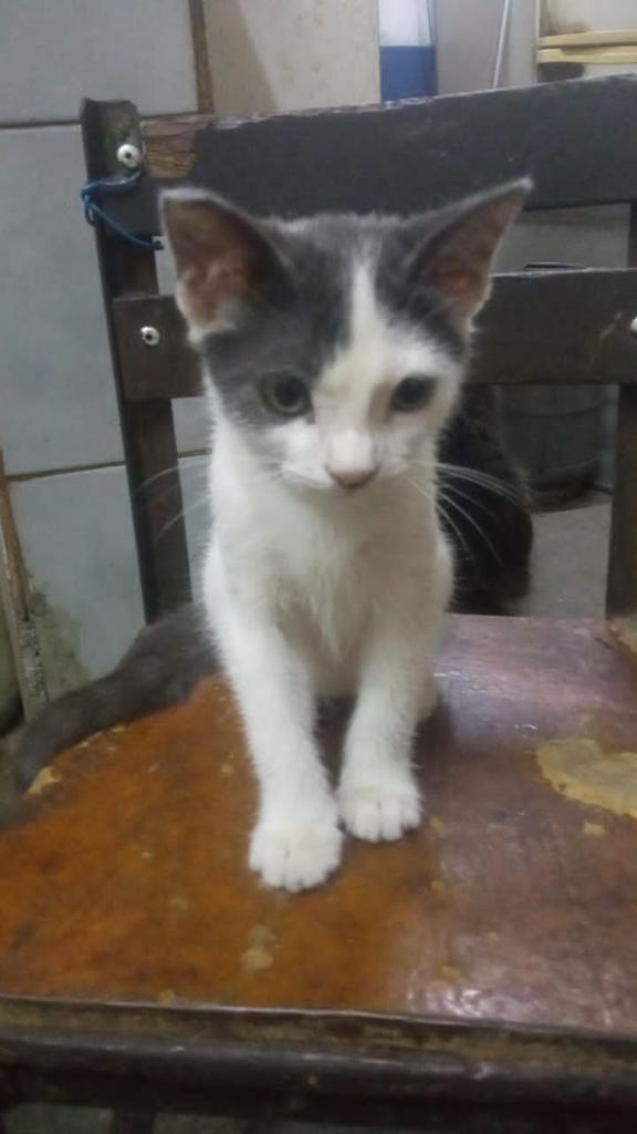 Blanquita, 2 meses, desparasitada, Guarenas, come de todo, comparte con gatos y perros, 0412 6876184 y 0412 2526887