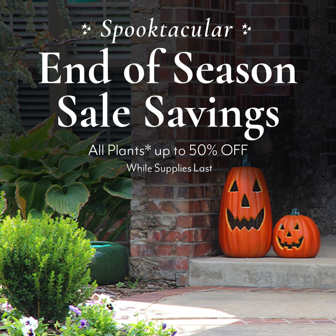 No Tricks, Just Treats! 🎃 

Scary good savings are on tap for you today. 💲 

Because today celebrates creativity and a love of candy! 🍬 
Helleborus 'Candy Love', Oxalis Candy Cane Bulbs, Tulipa Candy Apple Delight Bulbs, Vaccinium 'Red Candy' Lingonberry. 🌼