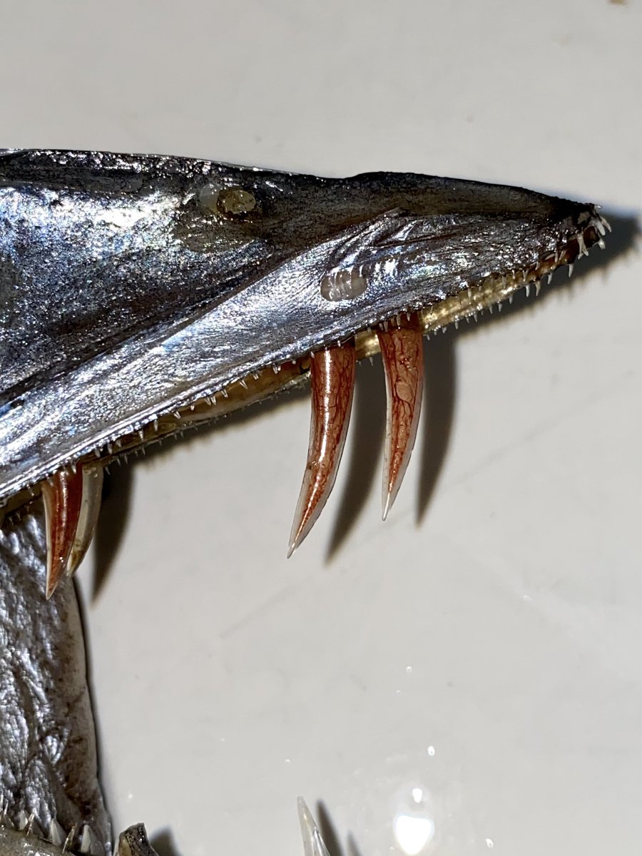 😱 Longnose lancetfish may look spooky, but their stomachs are helping us learn about the deep sea. NOAA researchers have dissected over 4,000 lancetfish stomachs, and collected over 80,000 prey items—including rarely studied species! #HappyHolloween fisheries.noaa.gov/feature-story/…