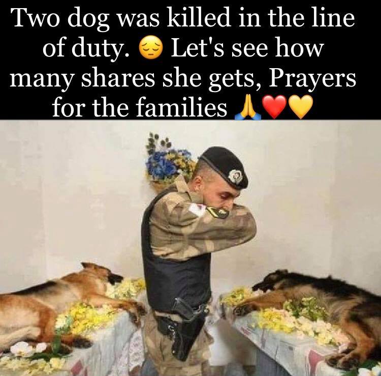 TweeetsOfDogs's tweet photo. ❤️🙏 https://t.co/zfsKLV7q7K
