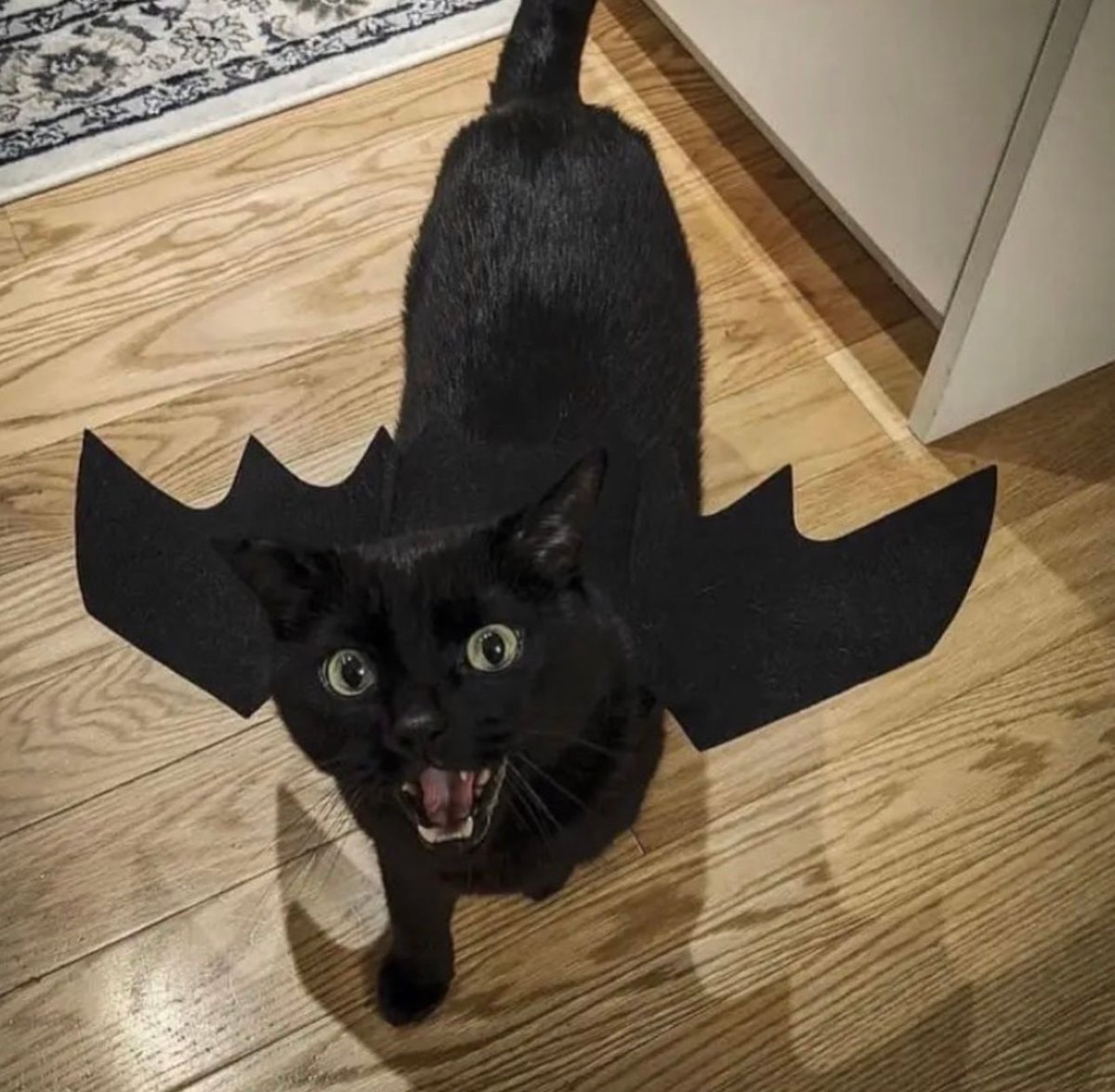 Posts Of Cats (@postsofcats) on Twitter photo 