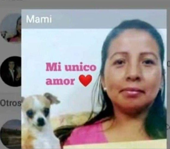 atrperrito's tweet photo. Mi mama antes: no quiero animales en esta casa.

Mi mama ahora: https://t.co/VgW8uF0EAj