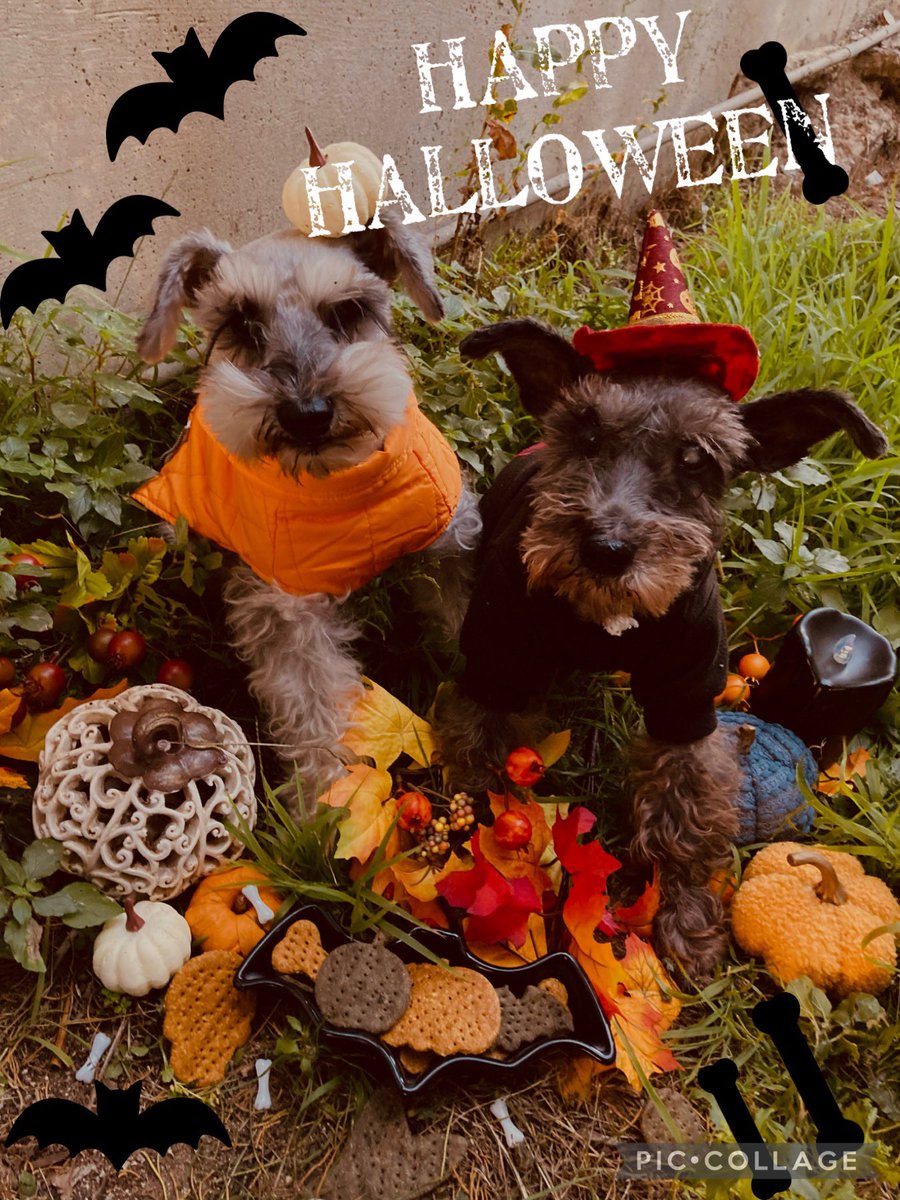 Happy Halloween 🎃👻 #kahuelobakery #hermosabeach #dogtreats #dogbakery #dogcake #dogsnacks #healthdogtreats #handmade #handmadetreats #allergydogs #allergydogtreats