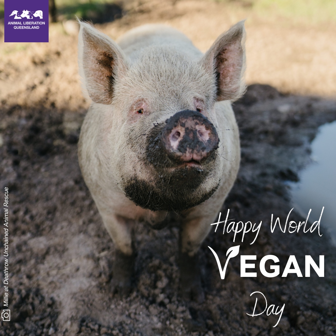 Happy World Vegan Day to all of you who protect animals every day. Let's continue making choices that reflect our commitment to animal rights, a healthier planet and a brighter future. 💚🌱🌏️ 📸 Millie lives at Deathrow Unchained Animal Rescue