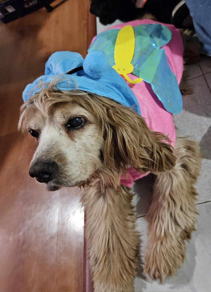 melissa9188's tweet photo. @DiloConPerritos Hay un intruso https://t.co/GZ9IpNpmgG