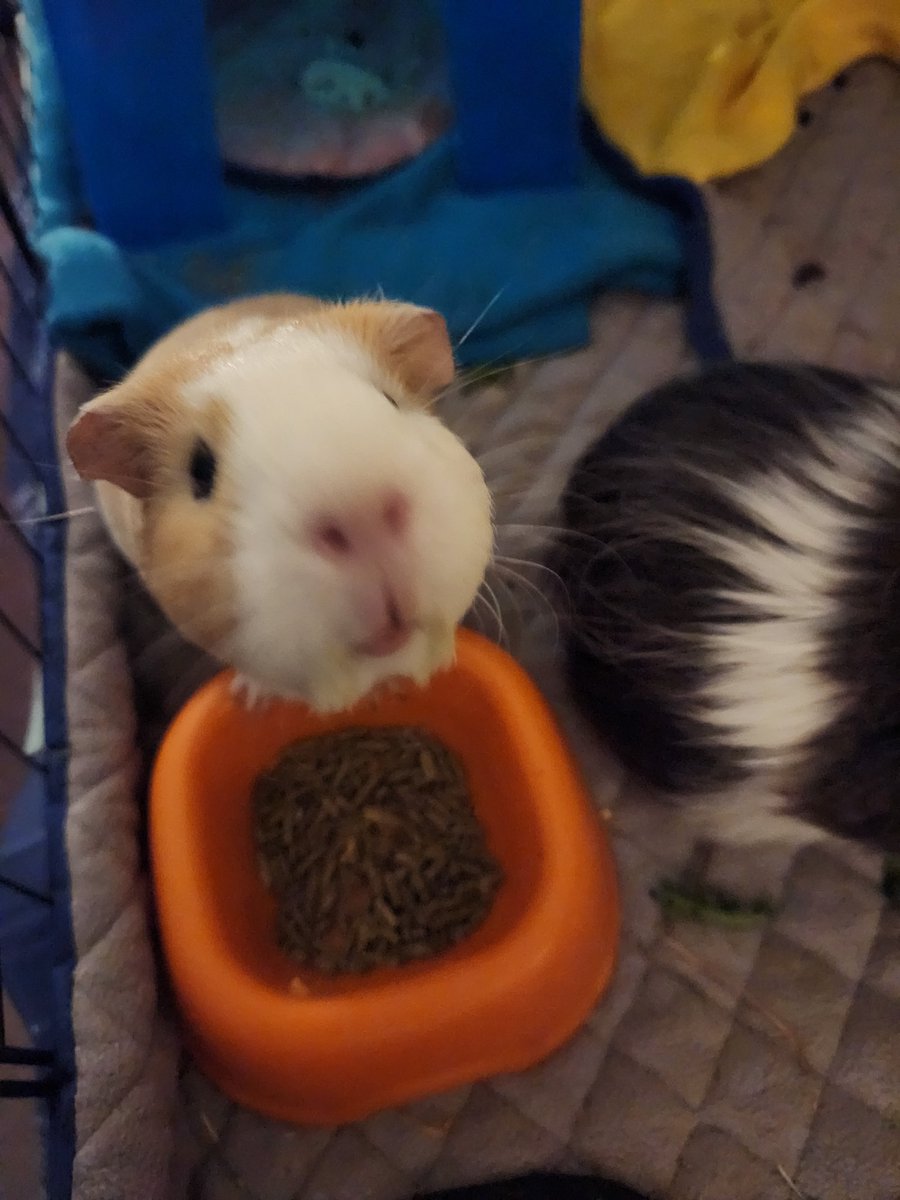 SurvisHeather's tweet photo. Guinea pig pumpkin carving. What a delicious job they did! https://t.co/QXLhxfce4v