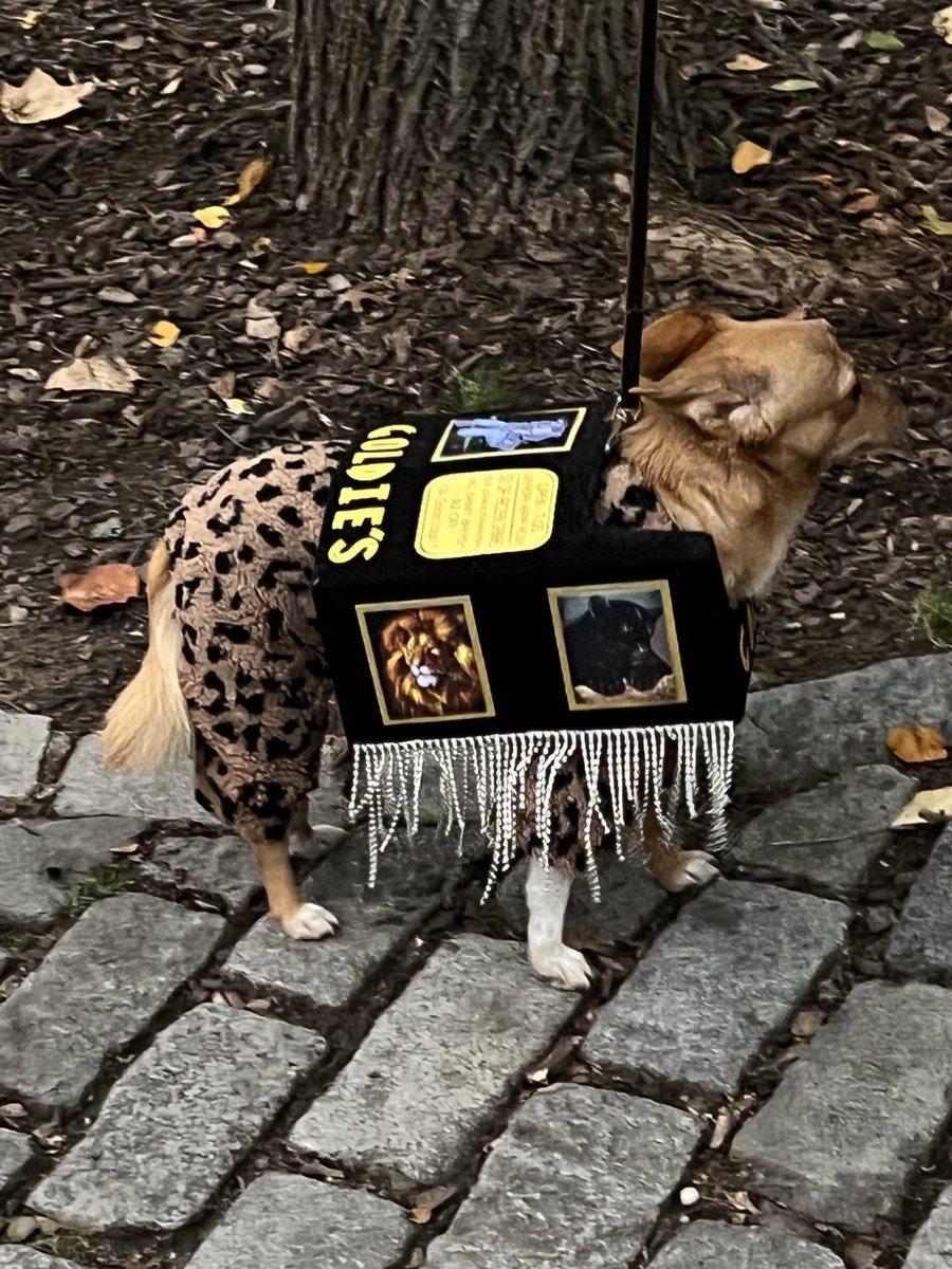 lllliatttt's tweet photo. reporting live from the greenpoint halloween dog parade and canine costume contest where goldie the dog is dressed as goldie’s the bar https://t.co/wPDmkILsBl